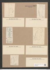 Diatomeae indet. Zeichnungen Sammlung Grunow Nr. 3343 (NHMW-BOT-W0370852)
